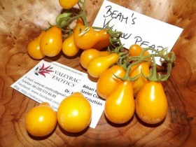 Beam’s sárga körte paradicsom  - Paradicsom különlegességek az Egzotikus Növények Stúdiója kínálatából